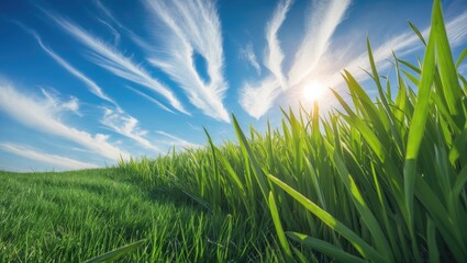 Fototapeta premium Lush Green Grass Under a Vibrant Blue Sky with White Clouds and Sunlight Perfect for Natural Backgrounds and Scenic Backdrops