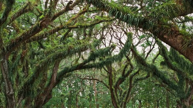 Aerial drone  fly forward and tilting up camera to reveal ancient tropical tree