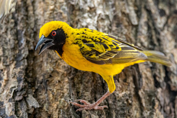 Village weaver.