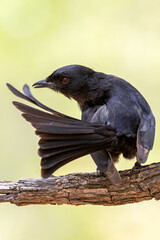 Fork-tailed drongo.