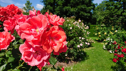 Bright pink roses in blooming garden