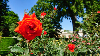 Bright red rose in summer garden