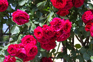 Cluster of red roses in sunlight