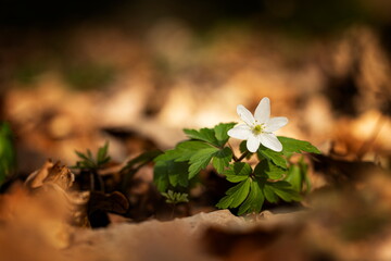 Anemone nemorosa flower in the forest in the sunny day. Wood anemone, windflower, thimbleweed. Grows in Europe, East Asia. In North America. Lovely white anemone flowers in spring forest at sunset.
