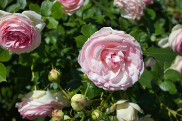 Soft pink rose in summer garden