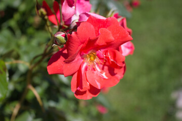 Red wild rose in sunlight