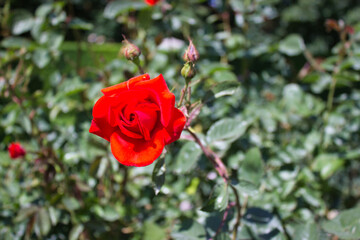 Red rose in full bloom on a sunny day