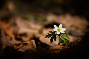 Anemone nemorosa flower in the forest in the sunny day. Wood anemone, windflower, thimbleweed. Grows in Europe, East Asia. In North America. Lovely white anemone flowers in spring forest at sunset.