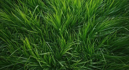 Vibrant top view of lush green grass texture with varied heights and shades ideal for nature backgrounds and design projects
