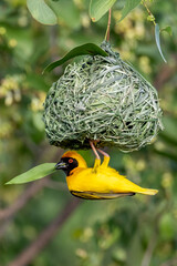 Lesser masked weaver.
