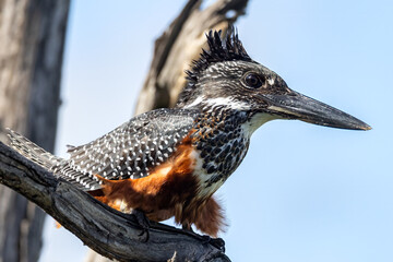Giant kingfisher.