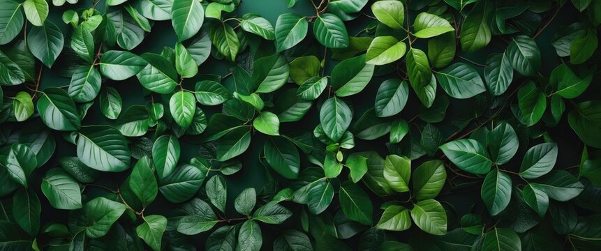 Lush green foliage wall background showcasing a variety of leaves ideal for nature-inspired decor and design projects.