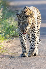 Leopard.