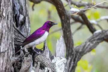 Violet back starling male.