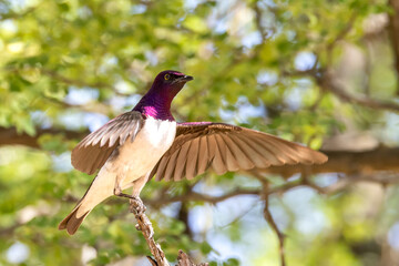 Violet back starling male.