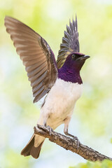Violet back starling male.