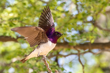 Violet back starling male.