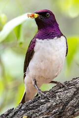 Violet back starling male.