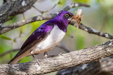 Violet back starling male.
