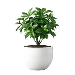 Obraz premium Here's a short description of the image:..A lush green plant in a simple white pot, isolated on a black background.