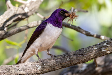 Violet back starling male.