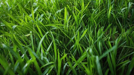 Lush vibrant green grass providing a natural background, ideal for outdoor themes and landscape designs.