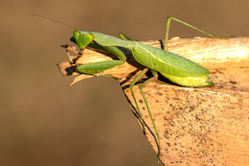 Praying mantis