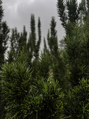 Rosemary plant close-up image