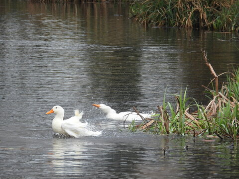 Young white swans on the water in a pond