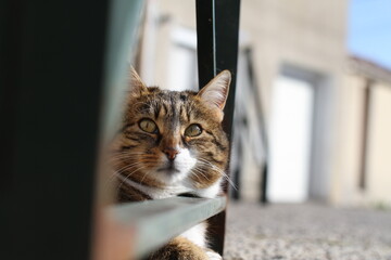 tabby and white cat outdoors with green plants garden in street cars

