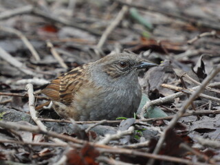 A brownish-gray little bird sits low on the ground with sticks