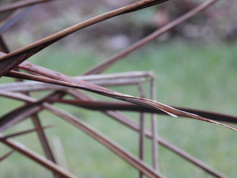 Close-up of the long, dry leaves of the plant