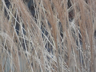 Bright long natural grass blades close up