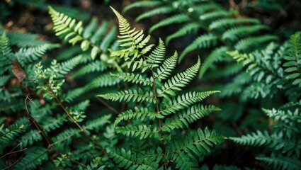 Lush Green Ferns Emerging in Initial Leaf Stage Amidst Nature's Foliage