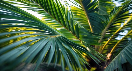 Obraz premium Lush Tropical Palm Tree Leaves in Natural Light with Shallow Depth of Field Background