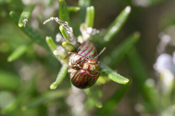 Pair of copulating rosemary beetles