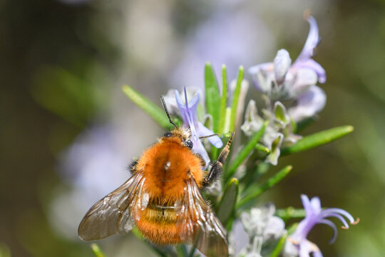 Detalle de la polinizacion del romero a taves de un abejorro