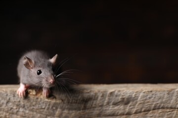 Grey rat on wooden plank, space for text. Pest control