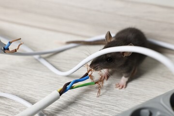 Rat near chewed electric wire on floor indoors. Pest control