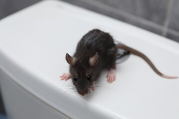 Rat on toilet bowl in bathroom. Pest control