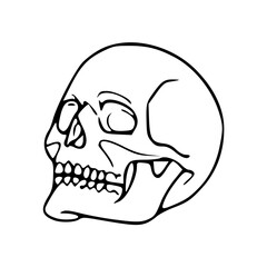 human skull vector illustration