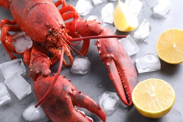 Delicious boiled lobster with ice cubes and lemon pieces on grey table, closeup