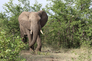 Obraz premium Afrikanischer Elefant / African elephant / Loxodonta africana