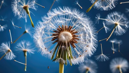 Dandelion Seeds in Motion Against a Vibrant Blue Background Capturing the Beauty of Nature's Transformation and Seed Dispersal