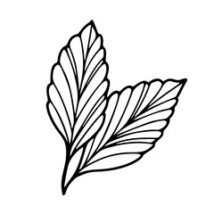 black and white autumn leaves for design element