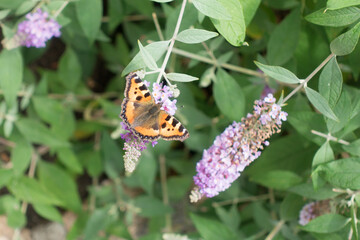chocolate butterfly among flowers
