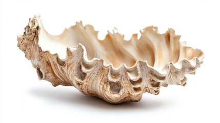 A large shell-shaped bowl containing a prominent shell inside, showcasing intricate designs and natural textures, perfect for decorative purposes.
