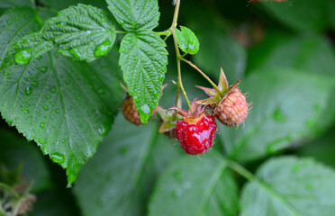 Juicy Raspberries on the Bush with waterdrops close up