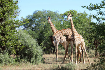 Giraffe / Giraffe / Giraffa camelopardalis
