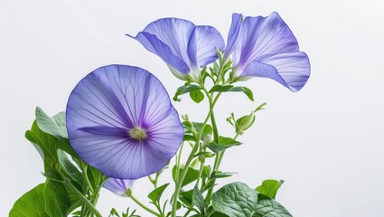 Butterfly pea flowers and vibrant green leaves isolated on a clean white background for botanical or natural themes.